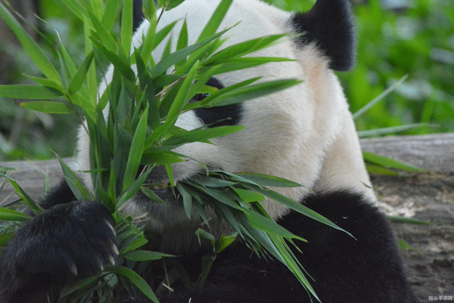 探秘大熊猫的美食：竹子的魅力与选择